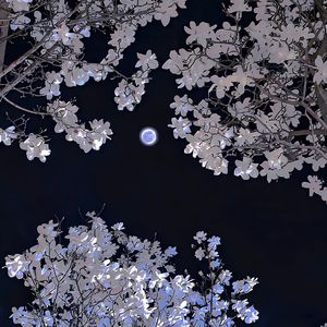 莫妮卡被黑人扒开双腿猛进
